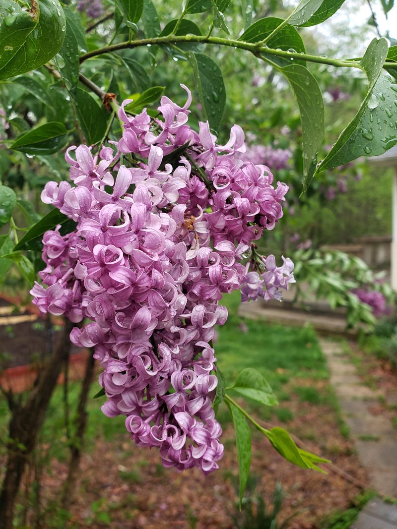 Lilac (Syringa vulgaris)