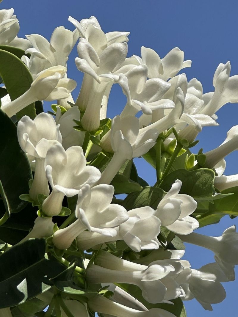 Stephanotis