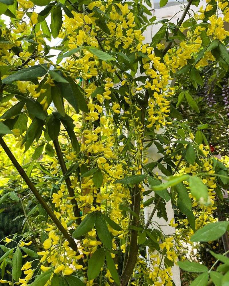 Laburnum anagyroides (Golden Chain Tree)