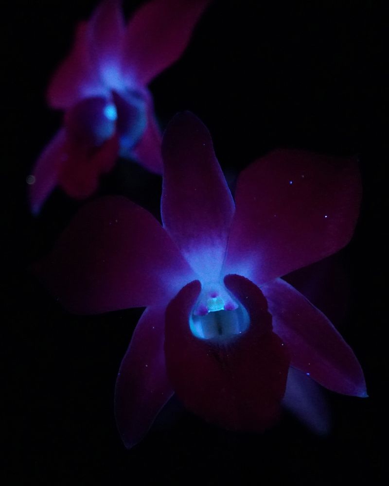 Radiant Orchids