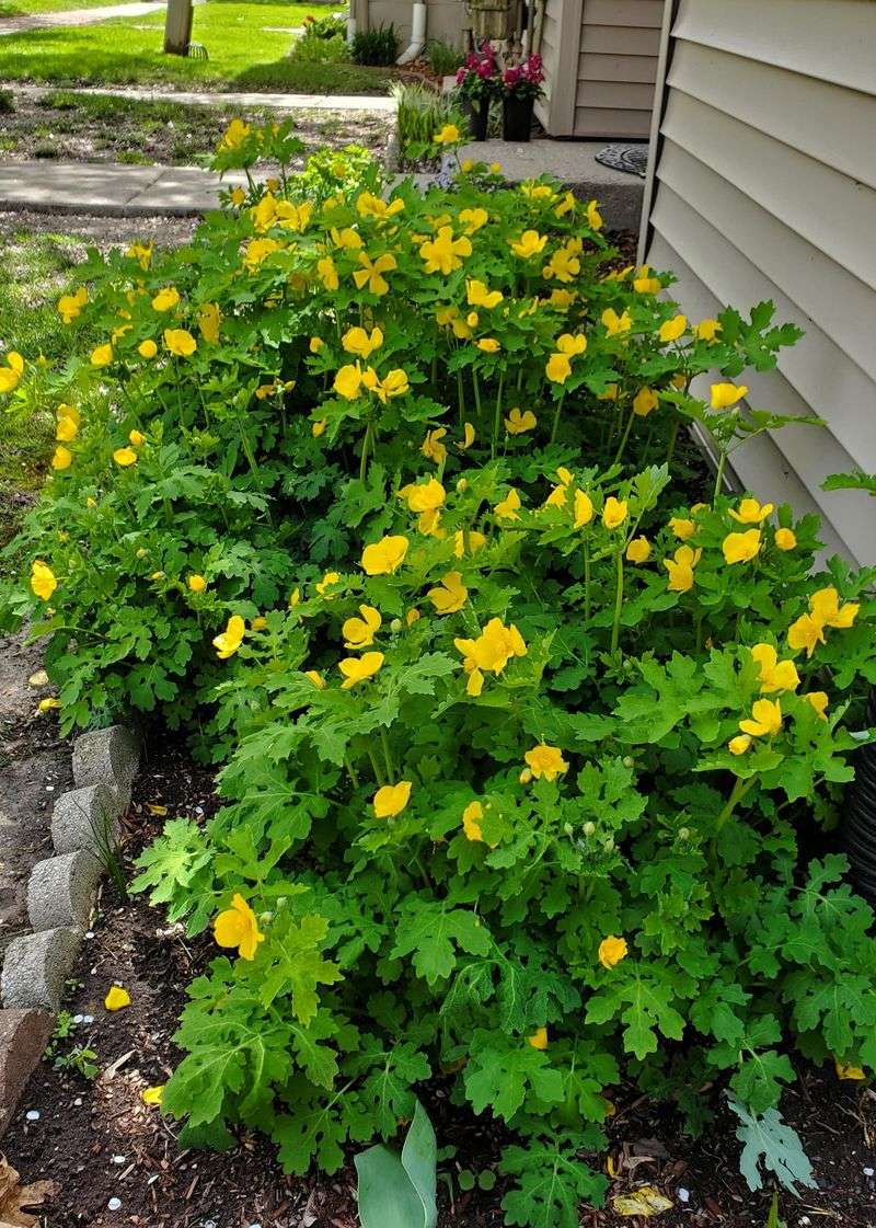 Celandine Poppy (Stylophorum diphyllum)