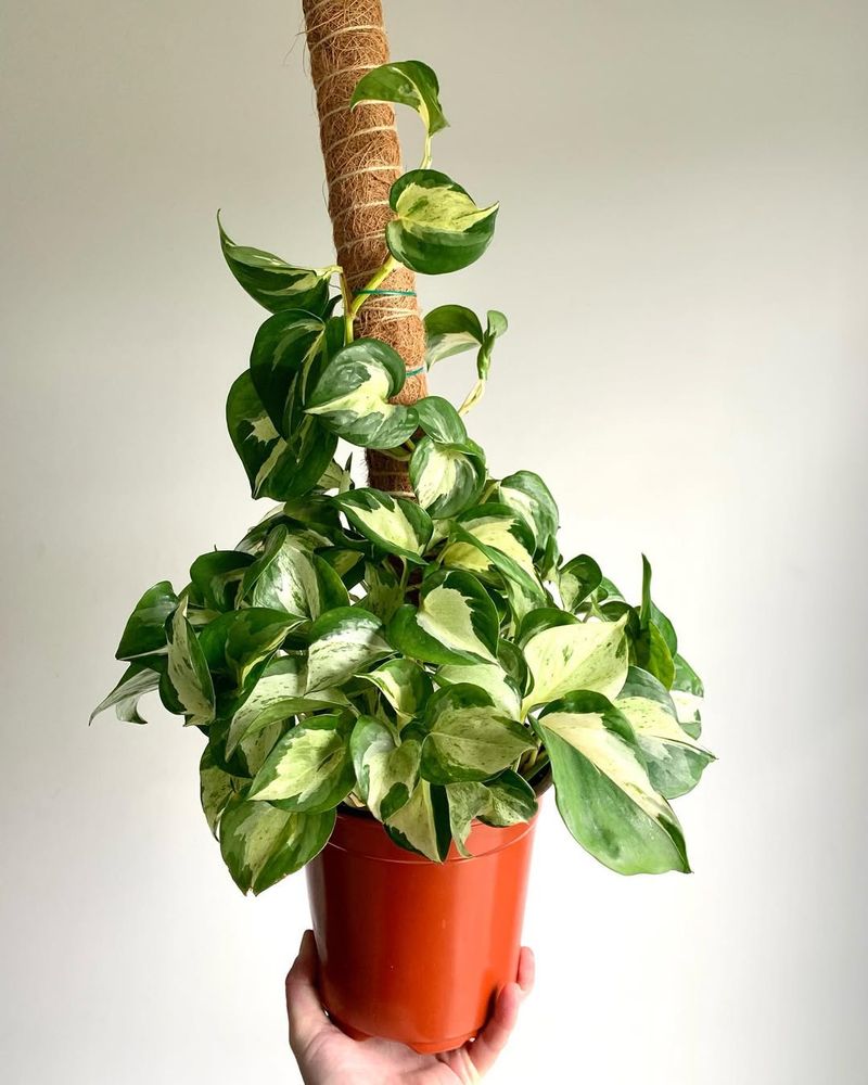 Manjula Pothos