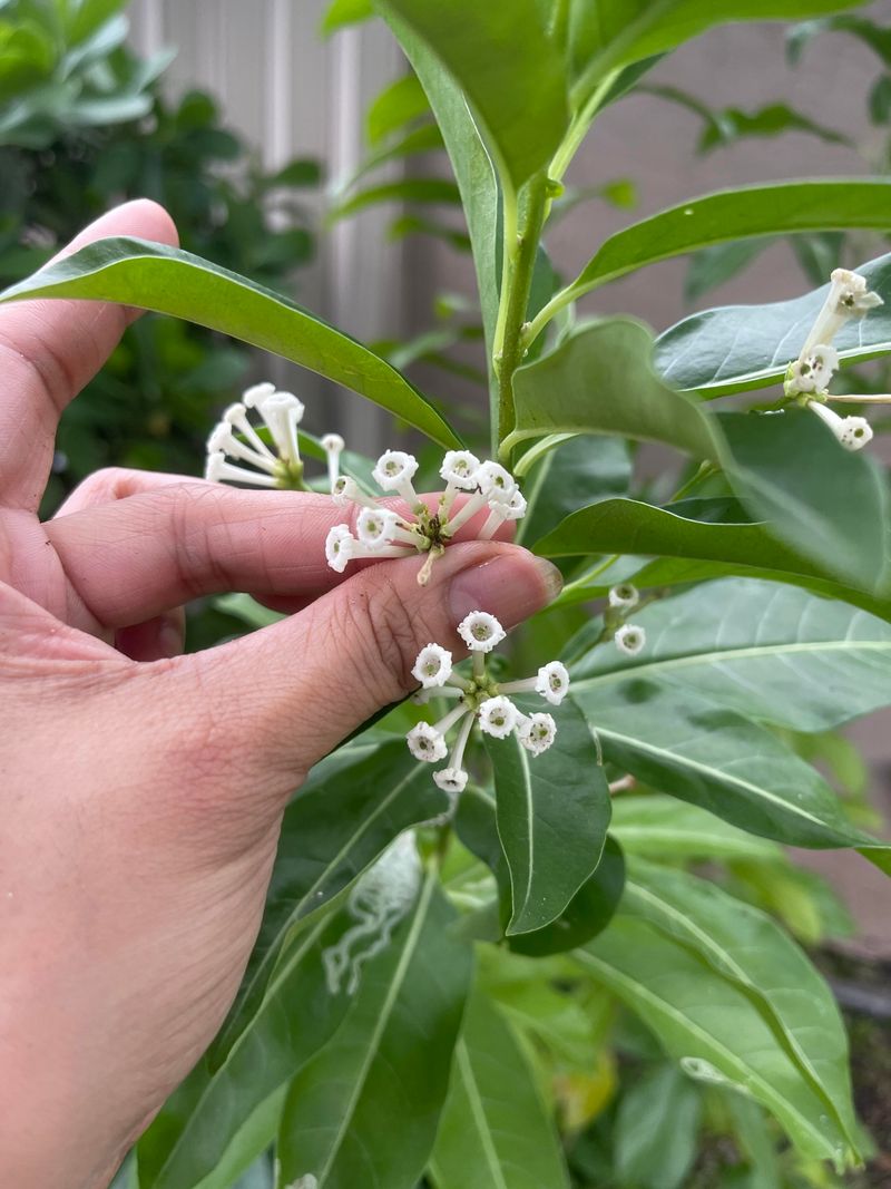 Cestrum