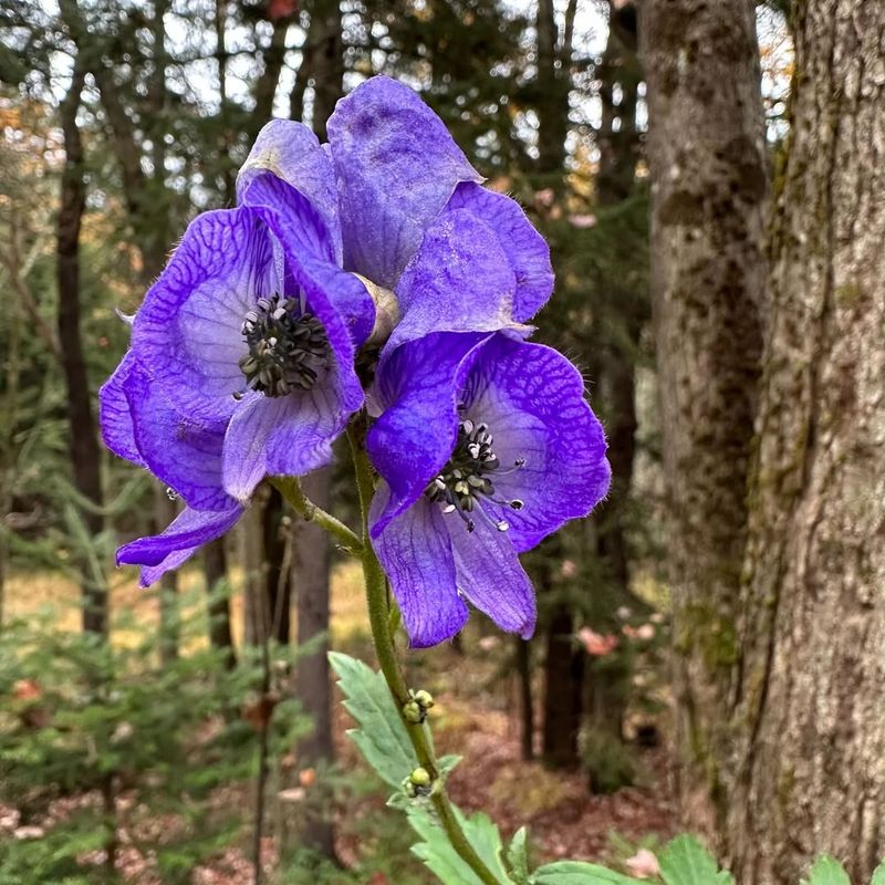 Monkshood (Aconite)