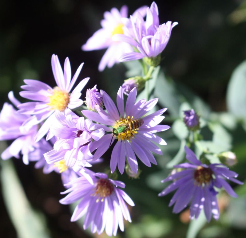 Asters