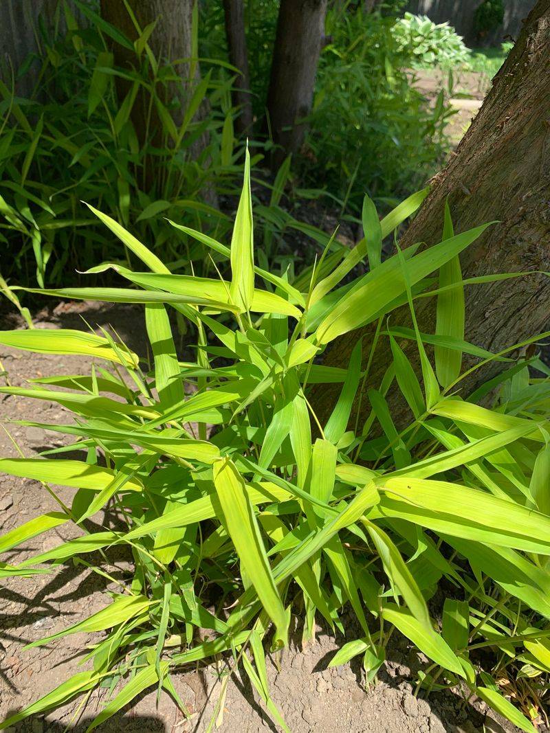 Bamboo Grass