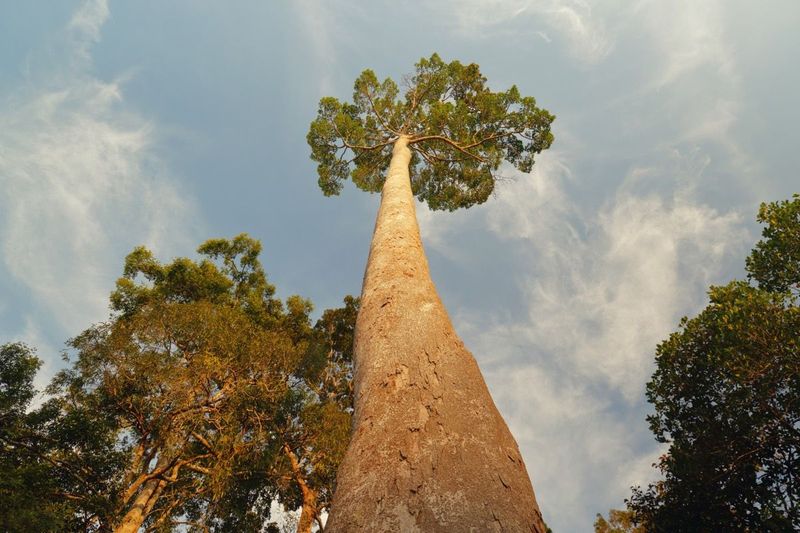 Menara (Yellow Meranti, Shorea faguetiana)