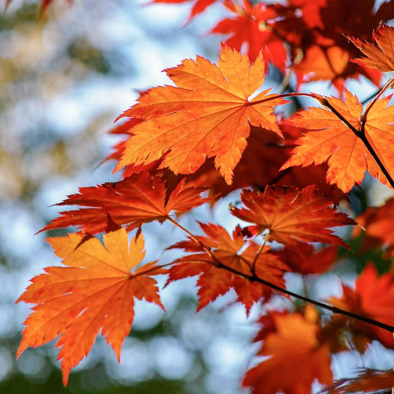 Maple Trees