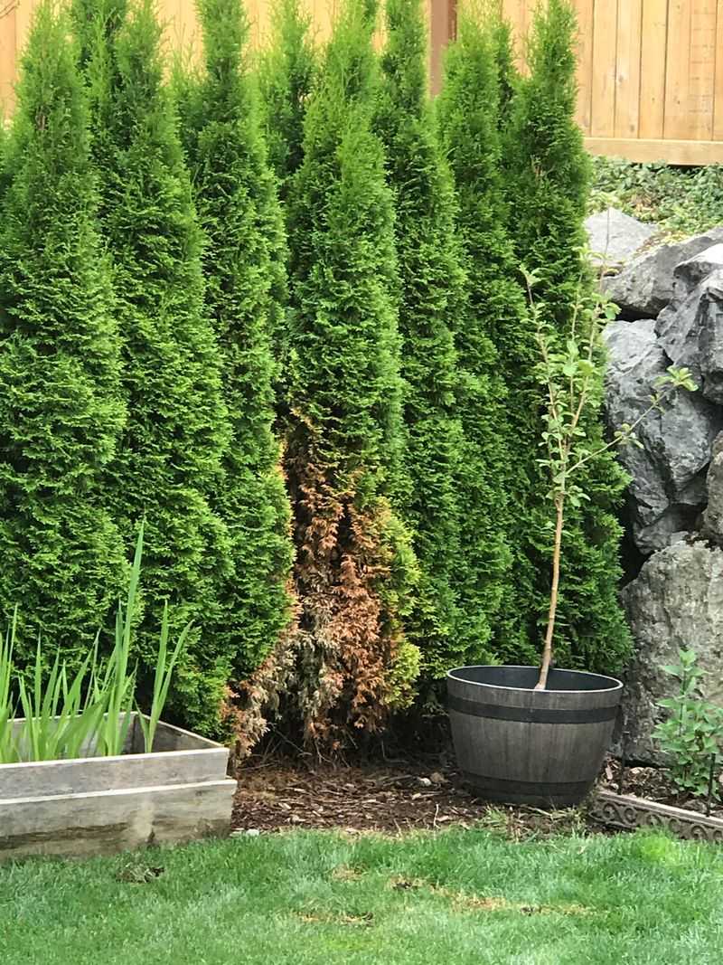 Arborvitae