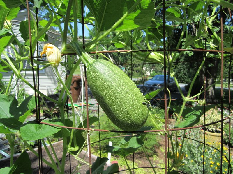 Spaghetti Squash