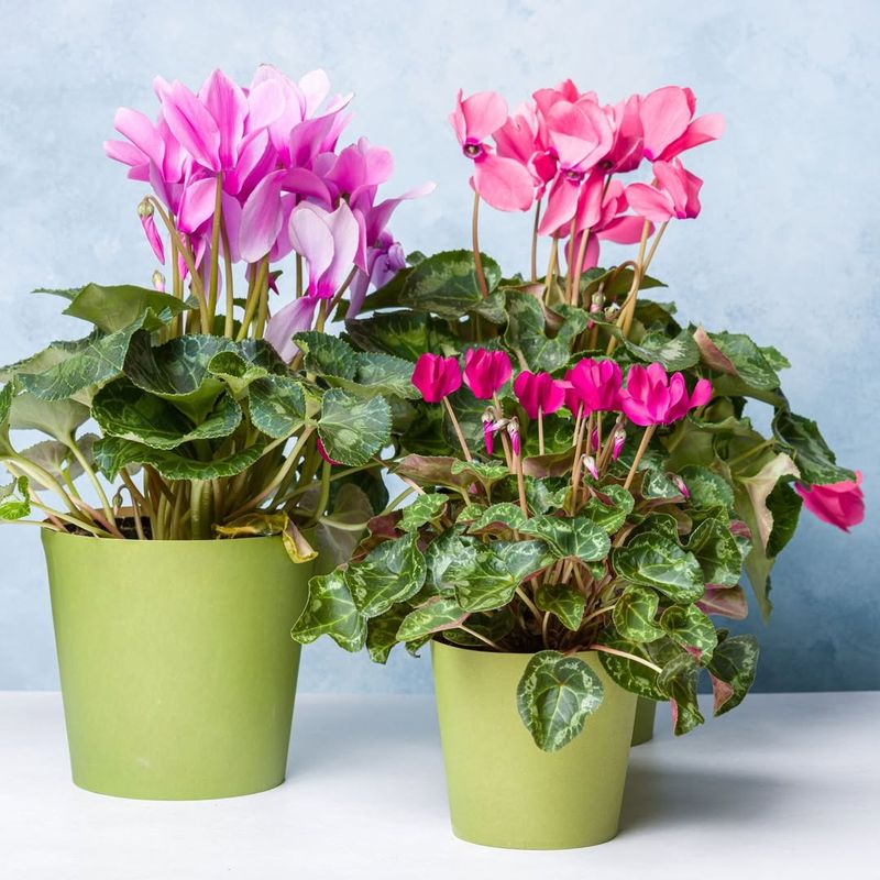 Cyclamen