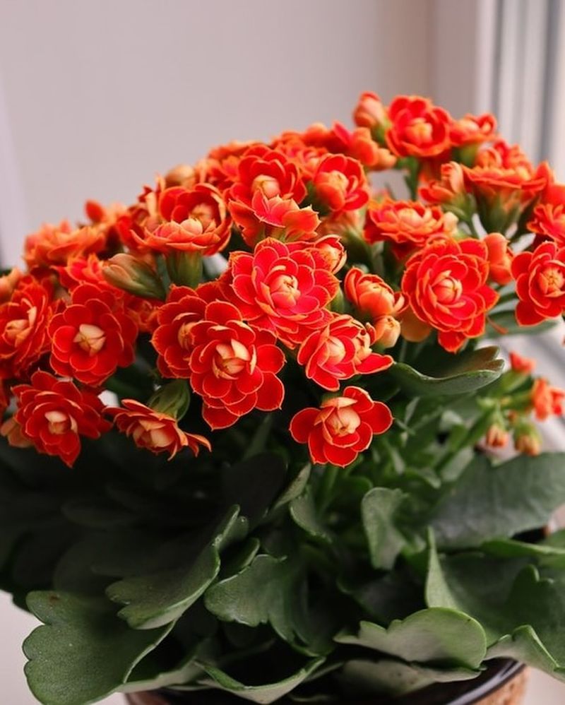 Kalanchoe Blossfeldiana