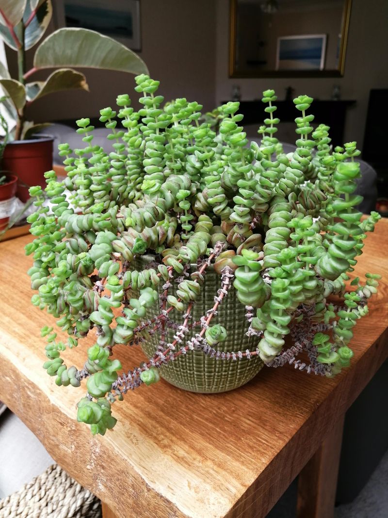 Crassula perforata (String of Buttons)