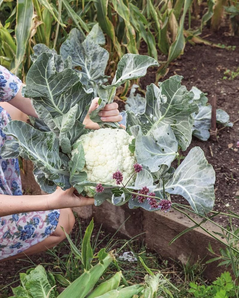 Cauliflower