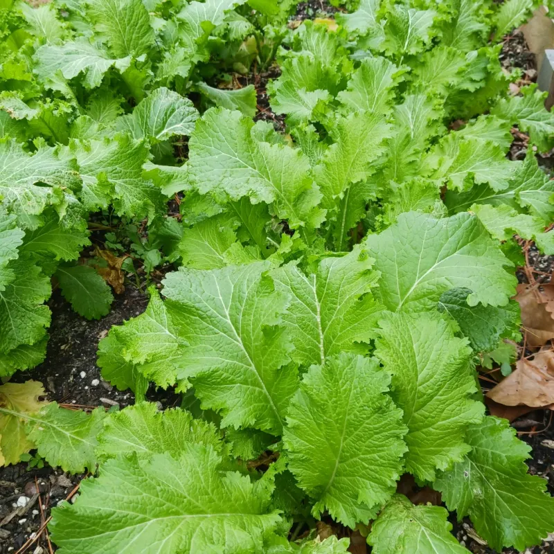 Mustard Greens