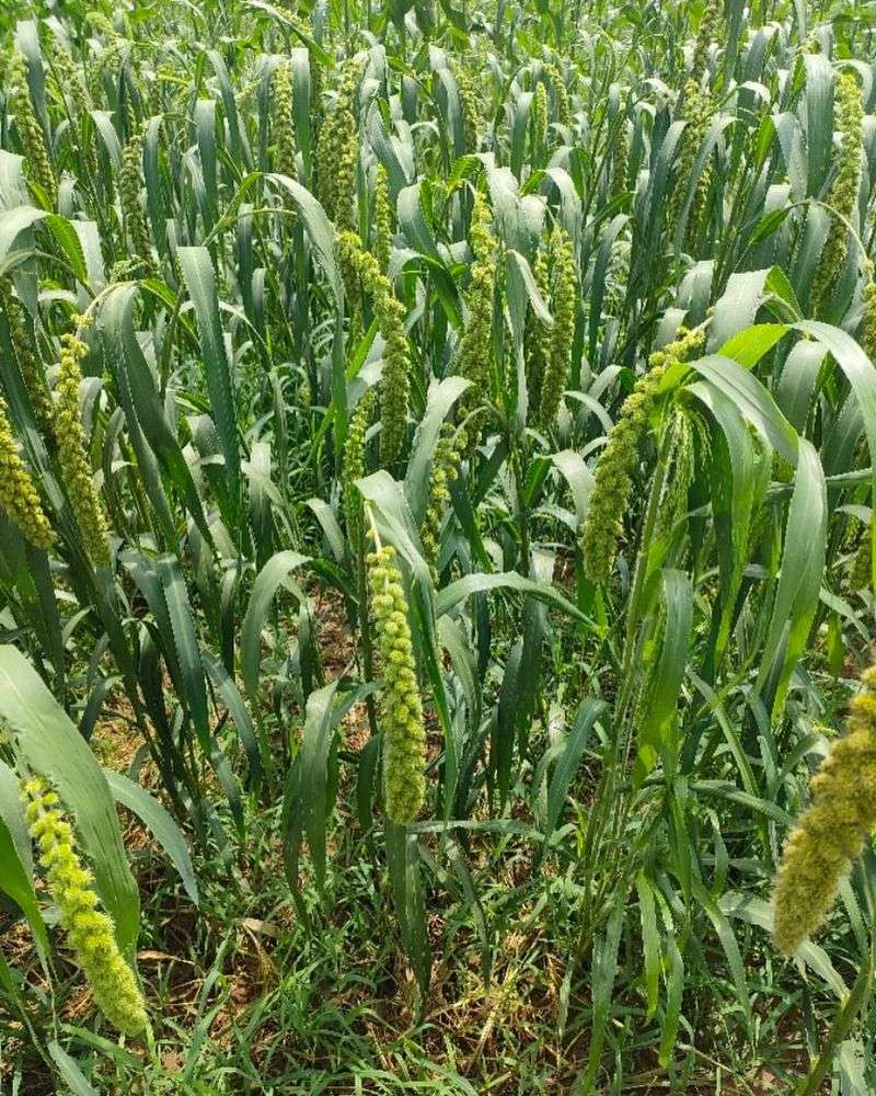 Foxtail Millet