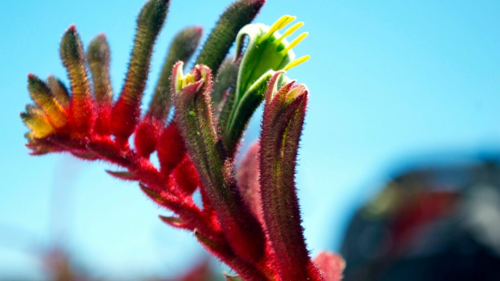Kangaroo Paw (Anigozanthos)