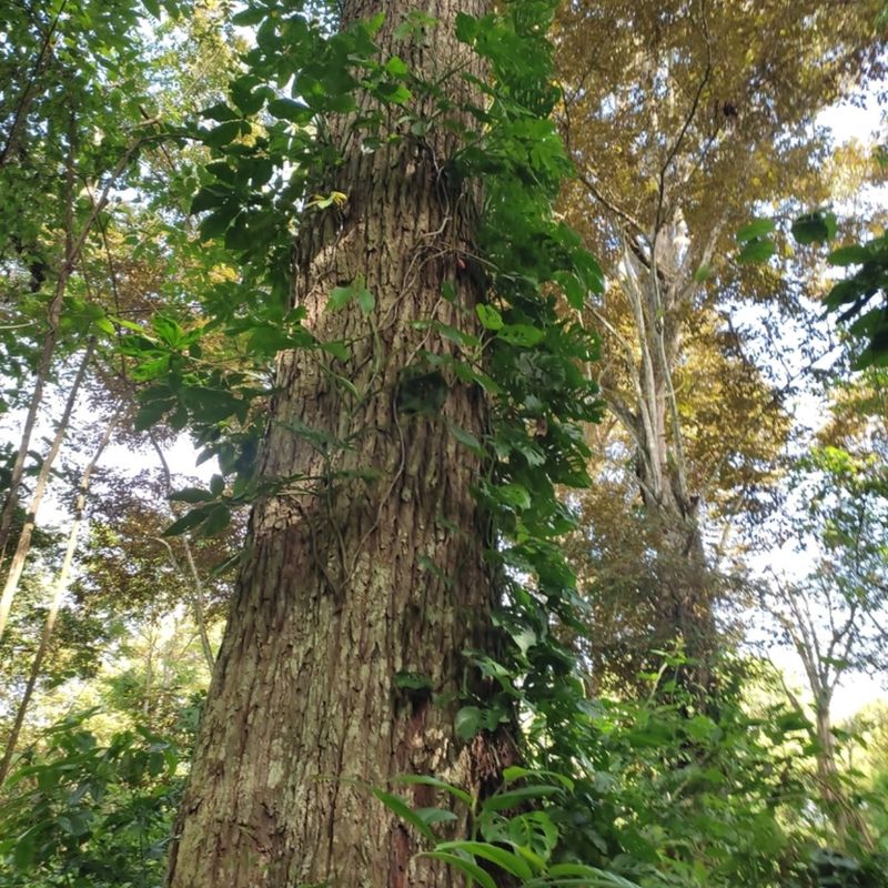 Giant Mahogany (Swietenia macrophylla)