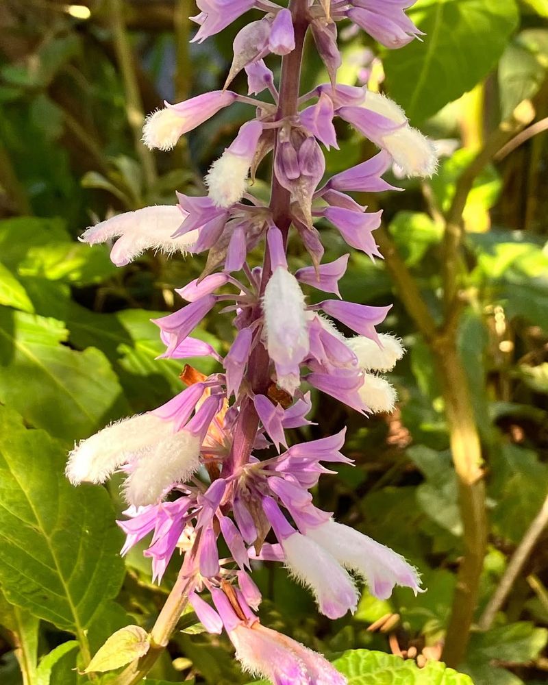 Salvia Divinorum