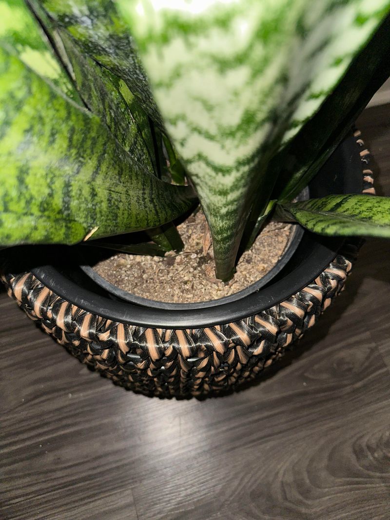 Use A Pot With Drainage Holes