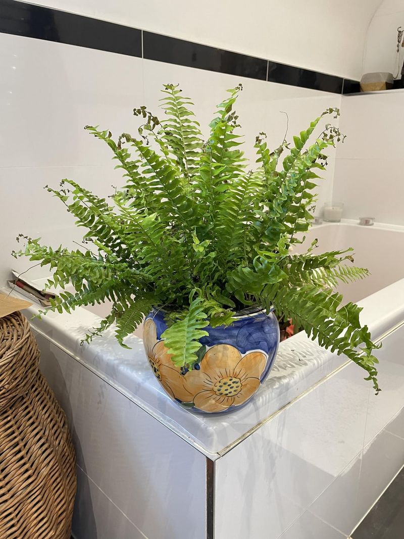 Rotate Indoor Ferns For Even Growth