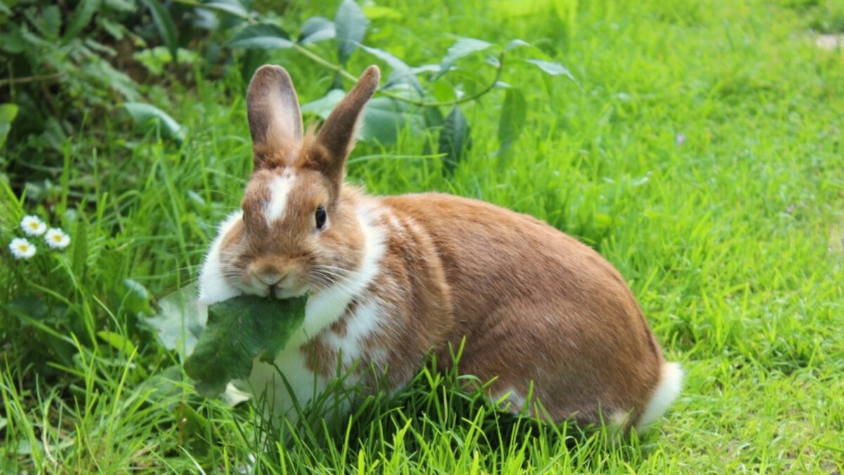 Keep Rabbits Away From Your Lawn with These 28 Nifty Tricks