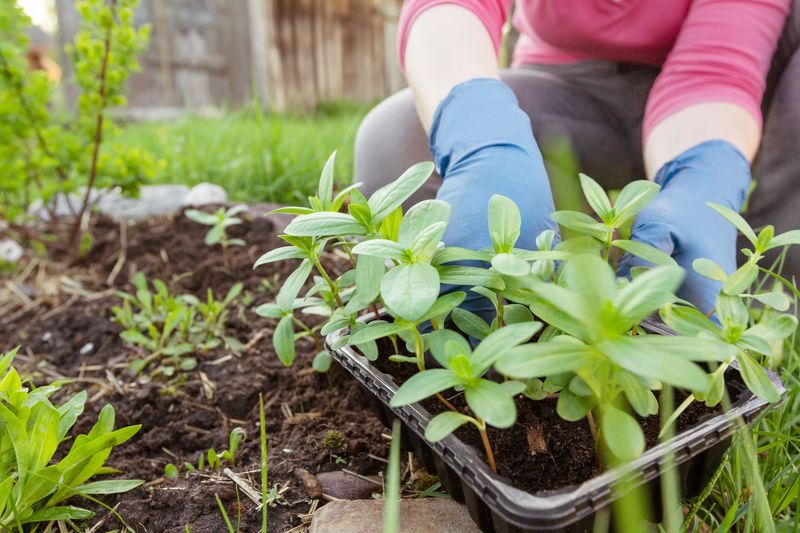 Avoid Planting Flowers That Don’t Suit Your Soil