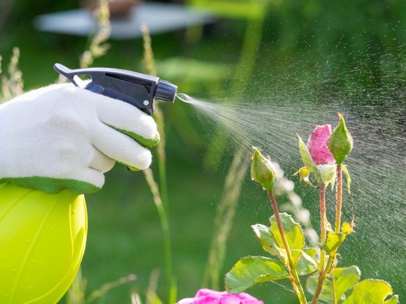 Avoid Using Pesticides and Chemicals