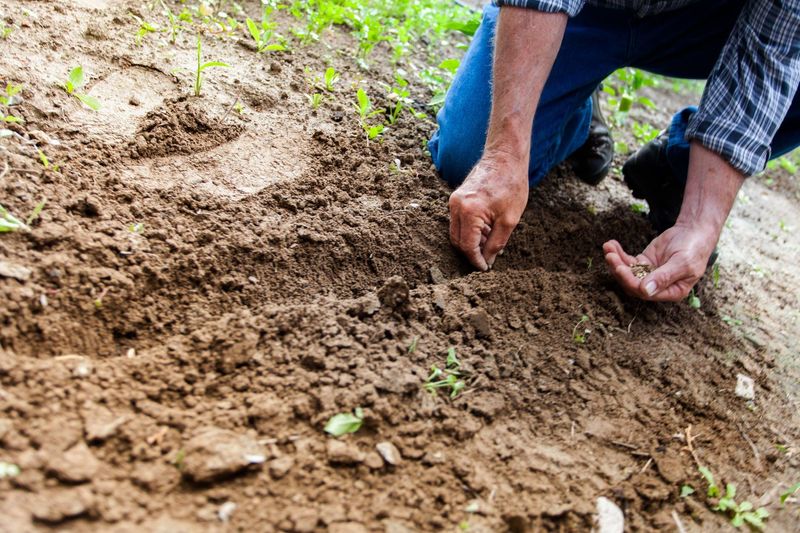 Planting in Poor Soil