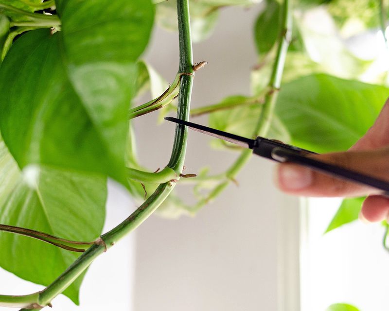 Prune regularly to encourage new growth