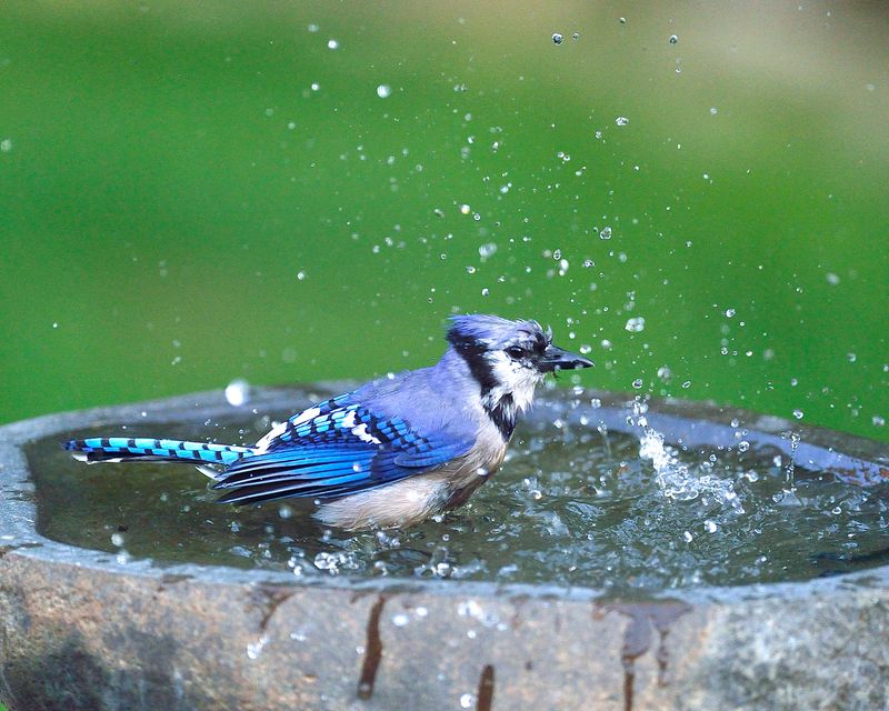 Move bird baths away from trees