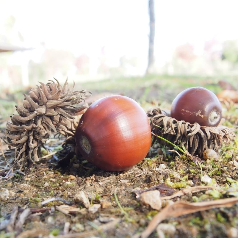 Space acorns 10-15 feet apart