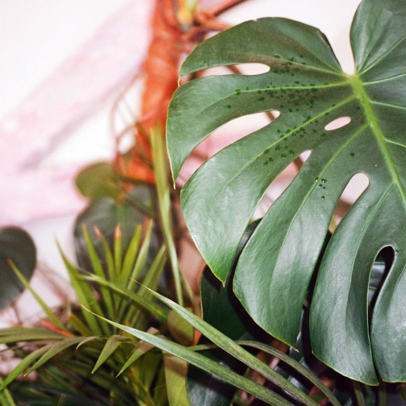 Maintain proper air circulation around plants