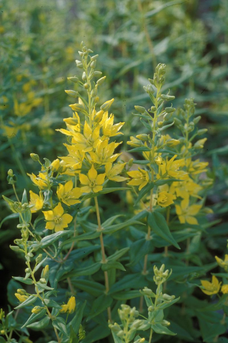 Rough-leaved Loosestrife