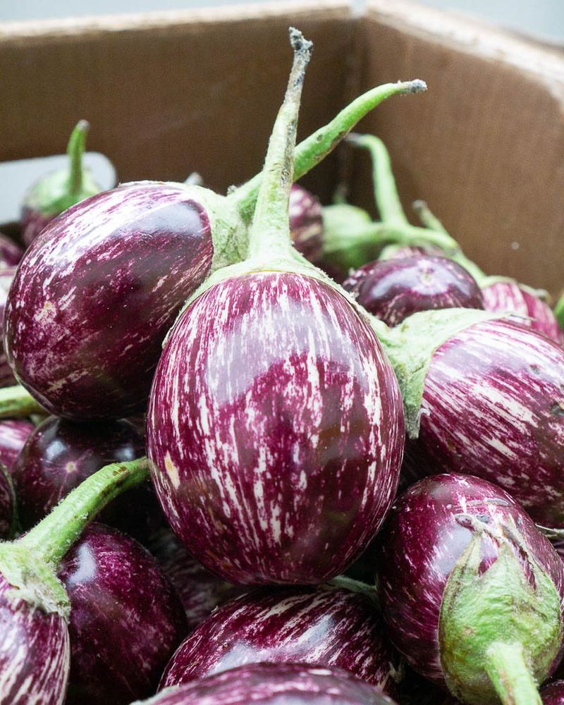 Indian Eggplant