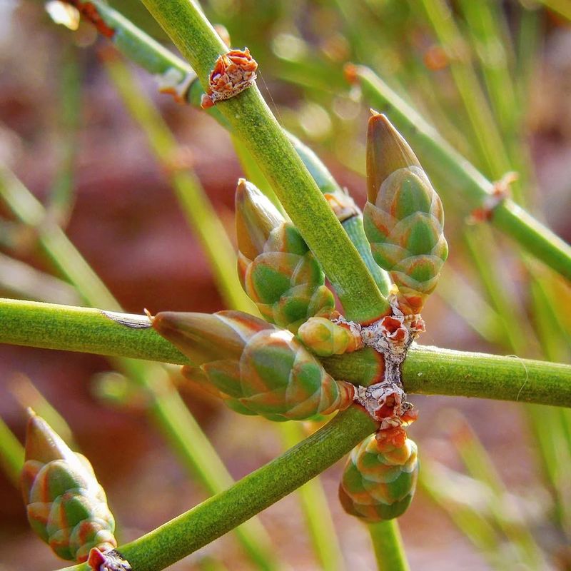 Ephedra