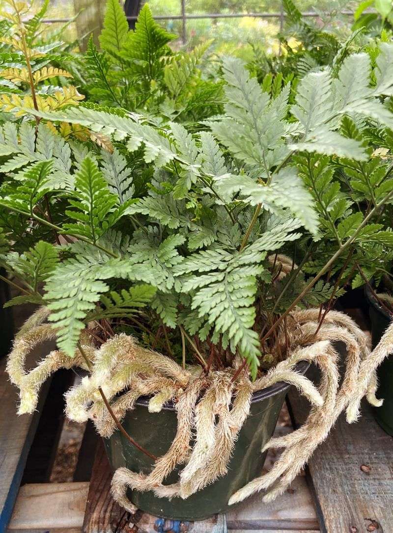 Rabbit's Foot Fern