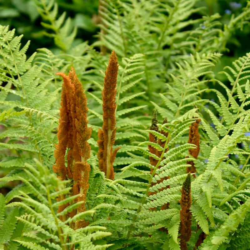 Cinnamon Fern