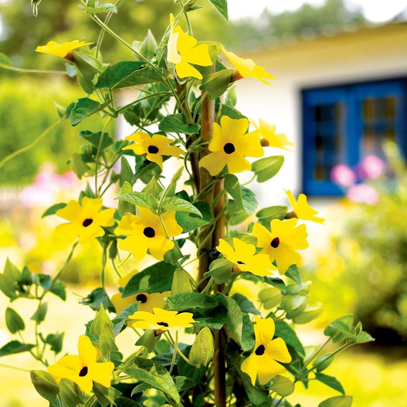 Black-Eyed Susan Vine