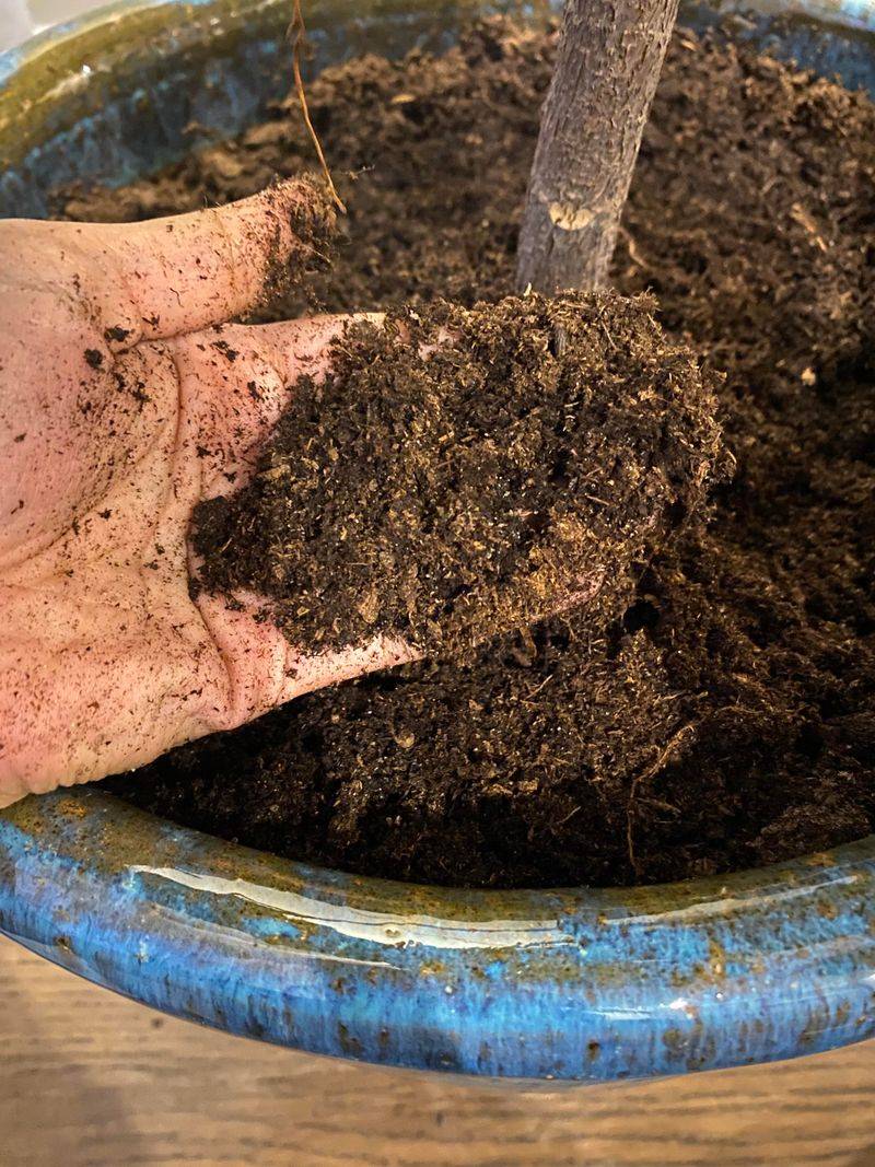 Use Well-Draining Soil