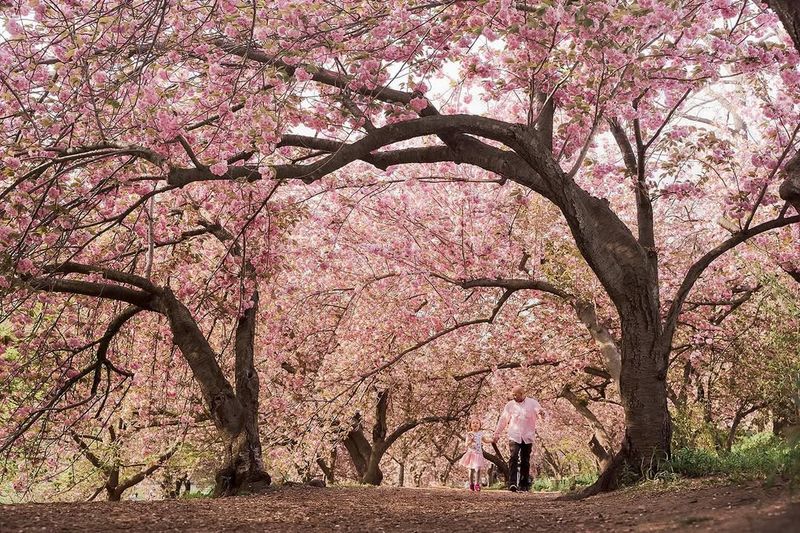 Cherry Blossom Trees