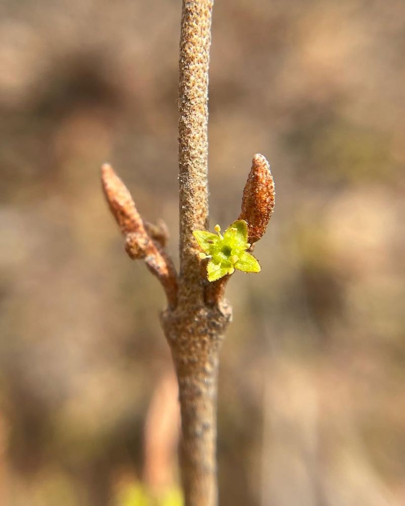 Virginia Round-leaf Birch