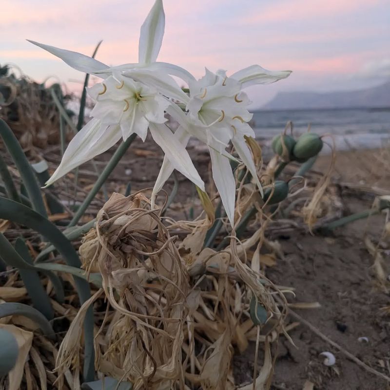 Sea Daffodil