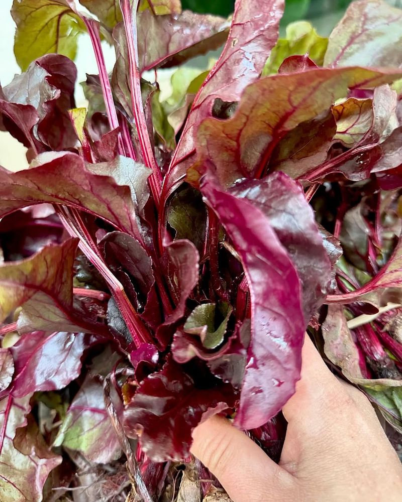 Beet Greens