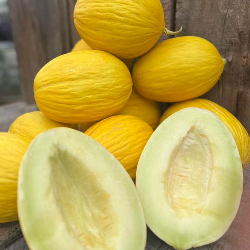 Canary Melon