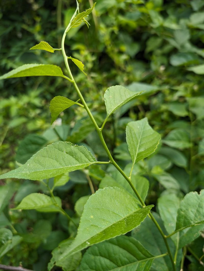 Bittersweet (Celastrus orbiculatus)