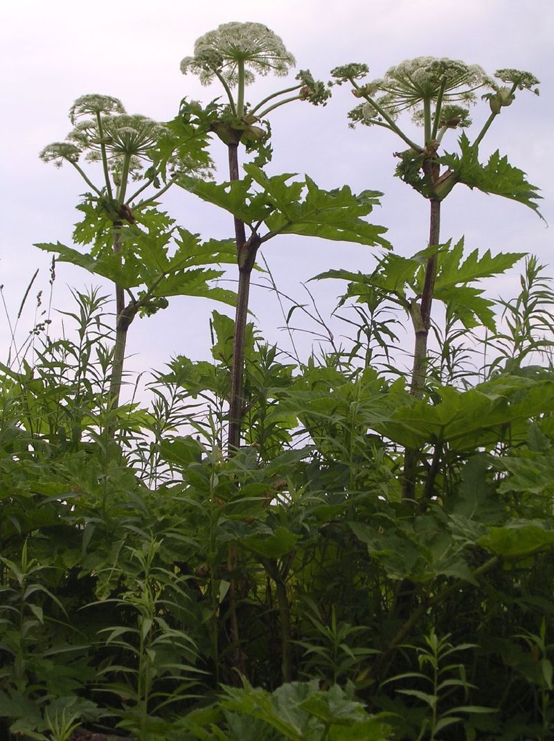 Giant Hogweed