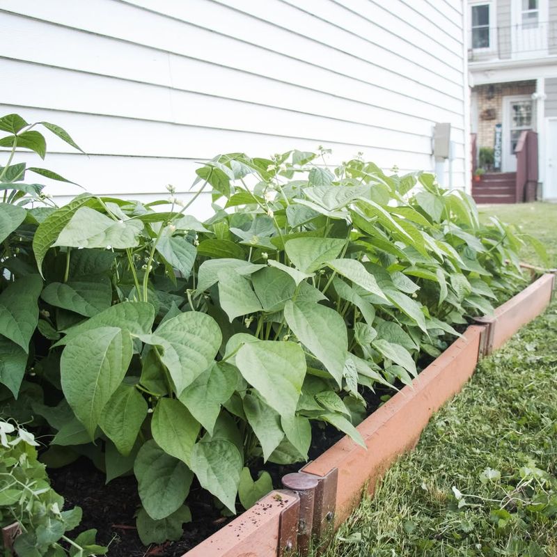 Select bush beans