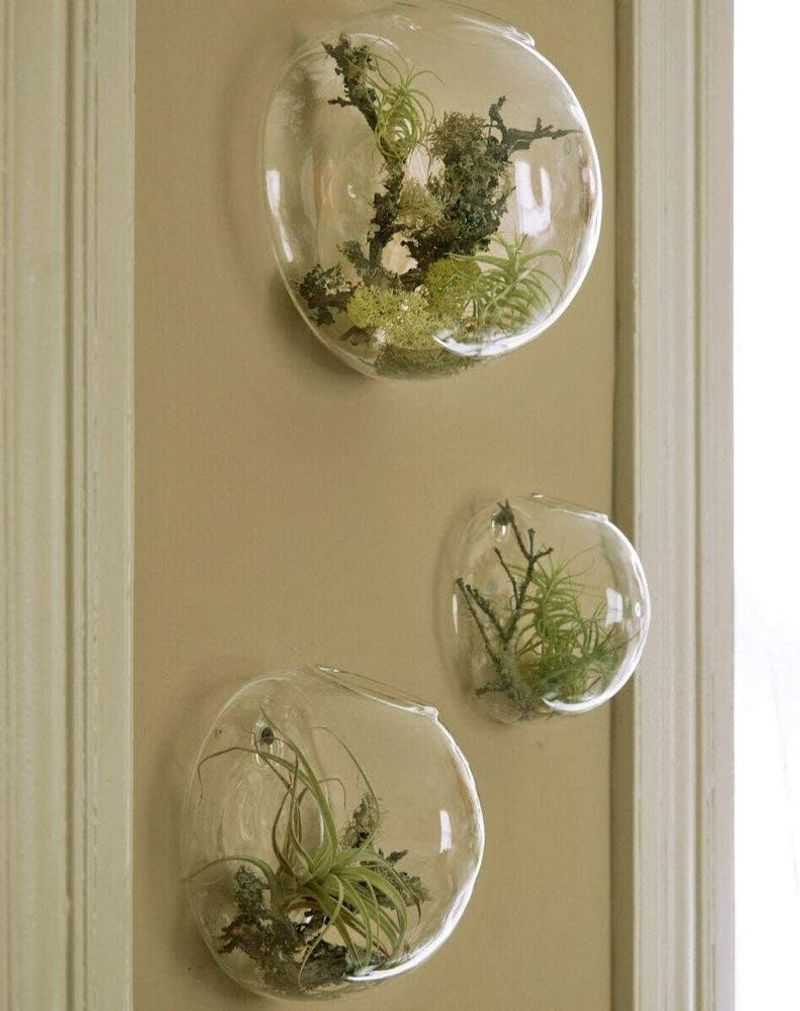 Wall-mounted terrariums