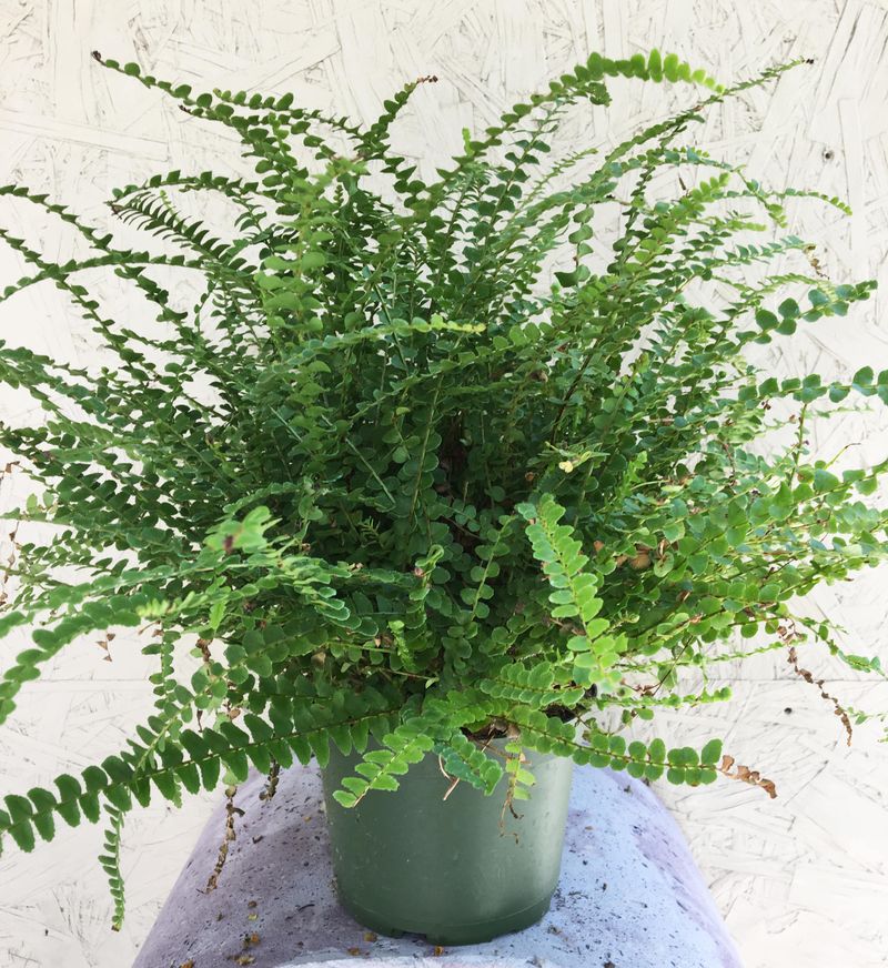 Lemon Button Fern